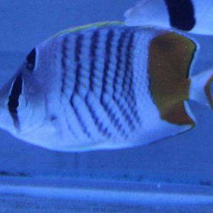 Madagascar butterflyfish - Chaetodon madagaskariensis