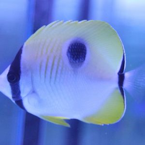 Teardrop butterflyfish - Chaetodon unimaculatus