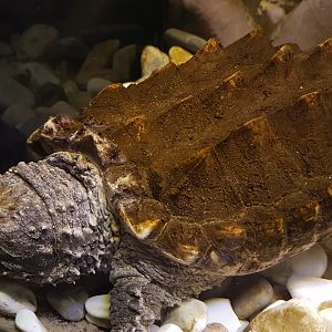 Alligator snapping turtle