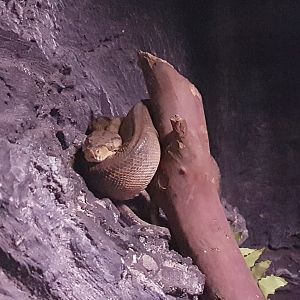 Amazone tree-boa