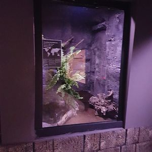 Enclosure Amazone tree-boa