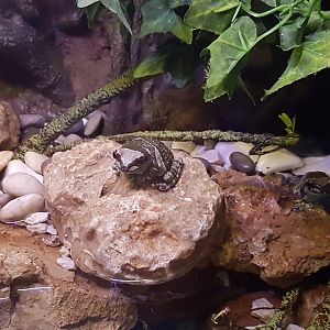 Amazone milk-frog