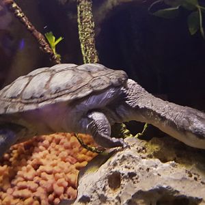 Snake-necked turtle ID