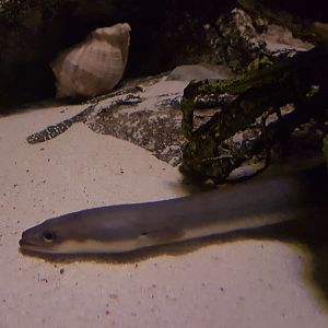 European eel