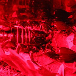 Giant blue scorpion - Heterometrus spinifer