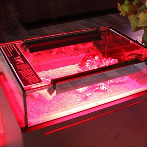 Enclosure Giant blue scorpion