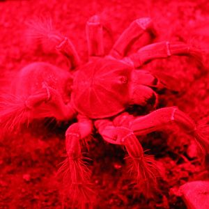 Lasiodora parahybana