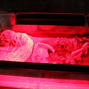 Enclosure Lasiodora parahybana