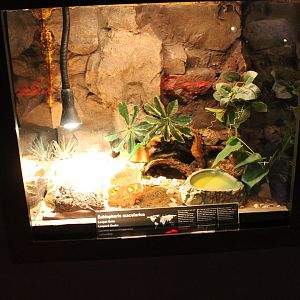 Enclosure Leopard gecko