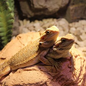 Bearded dragons