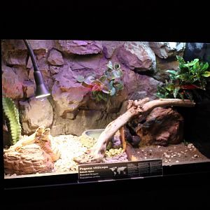 Enclosure Bearded dragon