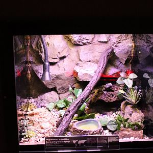 Enclosure Agama stellio