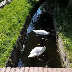 Black-necked swans