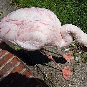 Lesser flamingo