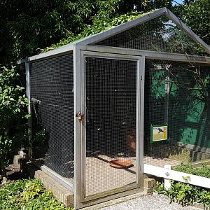 Aviary African gre parrot
