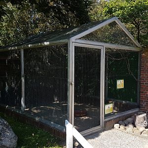 Aviary Australian parakeets