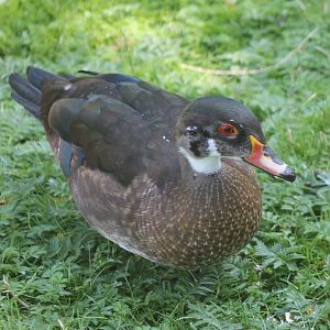 Wood duck