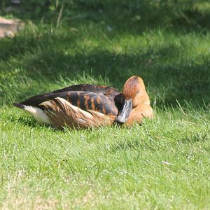 Fulvous whistling duck
