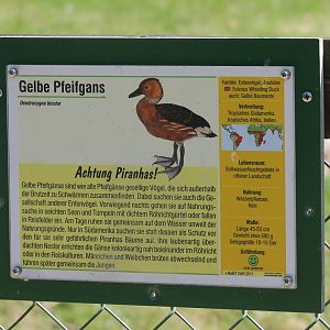 Sign Fulvous whistling duck