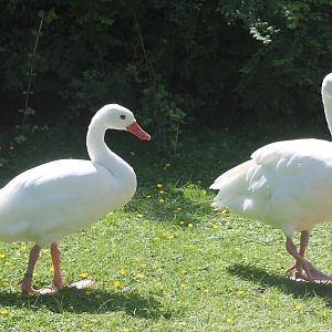 Coscoroba swans