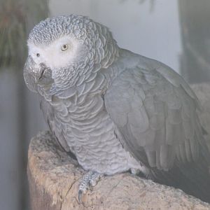 African grey parrot