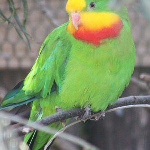 Superb parrot
