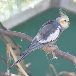 Cockatiel