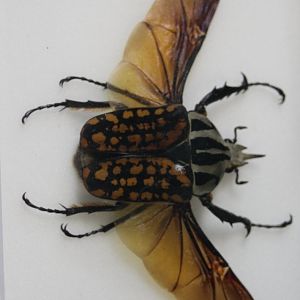 Mecynorrhina oberthuri