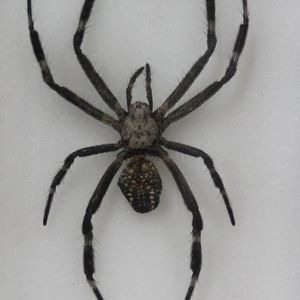 Spider-specimen