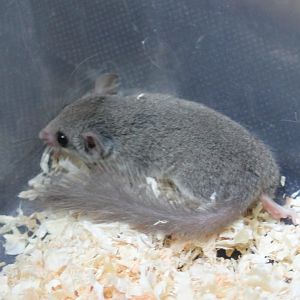 African dwarf dormouse - Graphinurus murinus