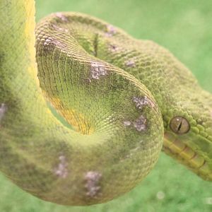 Green tree boa
