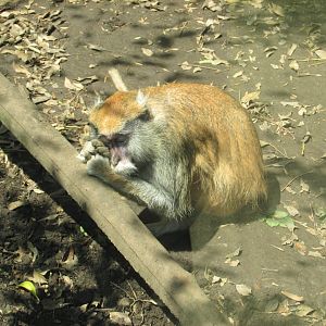 patas monkey