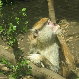 patas monkey