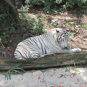 white bengal tiger