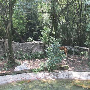 tiger exhibit