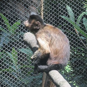 tufted capuchin monkey