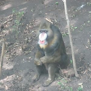 male mandrill