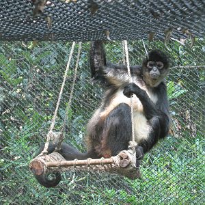 mexican spider monkey