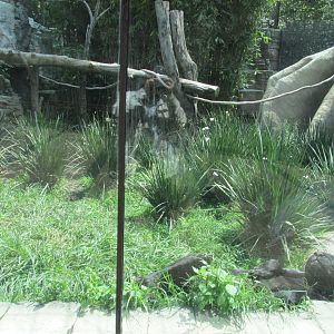 black jaguar enclousure