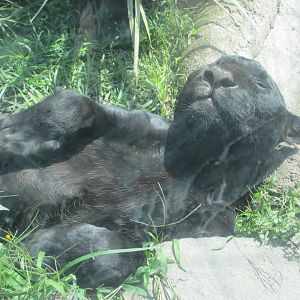 black jaguar