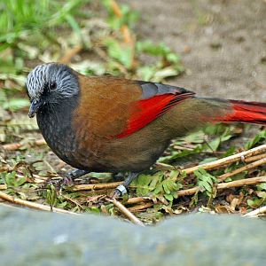 Red-winged laughing thrush