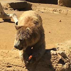Syrian brown bear with carrot