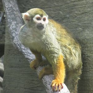 squirrel monkey