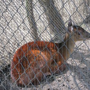 mexican red brocket deer