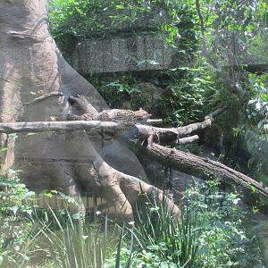 part of mexican ocelot exhibit