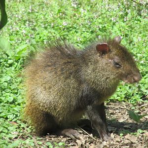 central american agouti