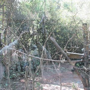 ring tailed lemur exhibit