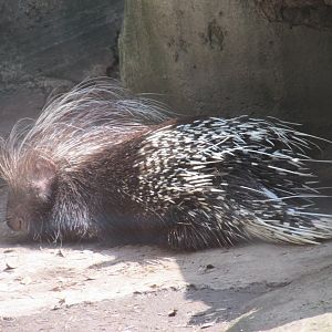 african crested porcupine