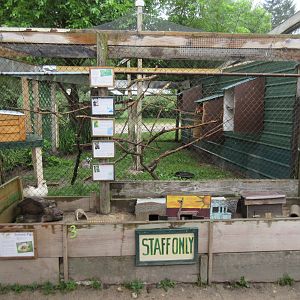 Ring-tailed Lemur + Bird Exhibit (4 species)