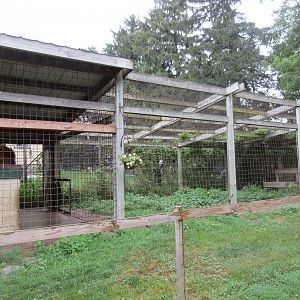 African Lion Exhibit